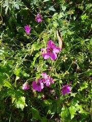 Geranium palustre