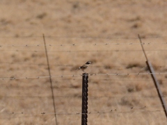 Oenanthe pileata pileata