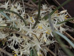 Lomandra effusa