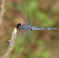 Indothemis carnatica