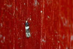 Recurvaria leucatella