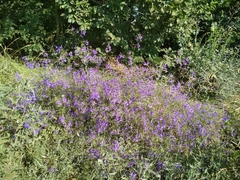 Delphinium consolida paniculatum