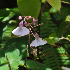 Impatiens maculata