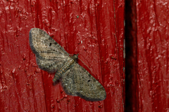 Eupithecia denotata