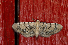 Eupithecia venosata
