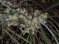 Lomandra effusa