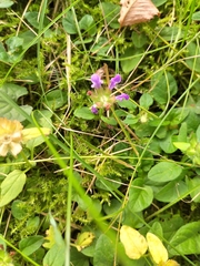 Prunella grandiflora