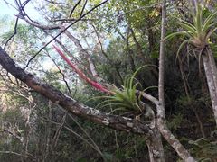 Tillandsia achyrostachys