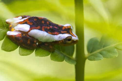 Reed frog, Hyperolius rubrovermiculatus