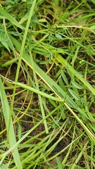 Vicia lutea