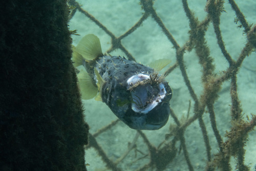 Balloonfish (Dicotylichthys punctulatus) — Diodontidae