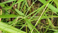 Vicia lutea