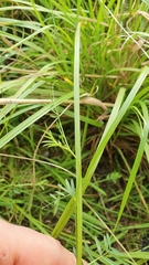 Vicia lutea