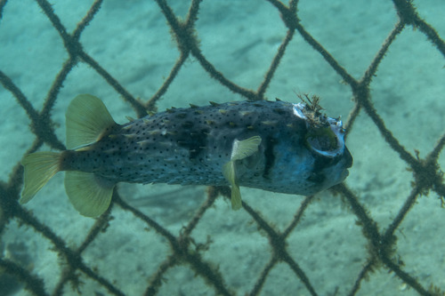 Balloonfish (Dicotylichthys punctulatus) — Diodontidae — 4