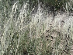 Scleropogon brevifolius