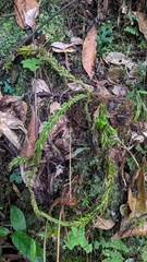 Phlegmariurus fordii