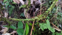 Phlegmariurus fordii