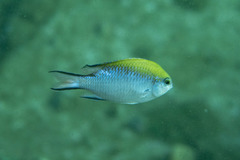 Chromis nitida