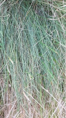 Festuca actae