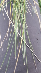 Festuca actae