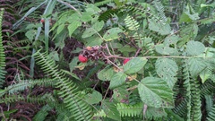 Rubus parviaraliifolius