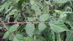 Rubus parviaraliifolius