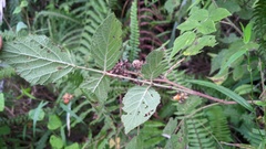 Rubus parviaraliifolius
