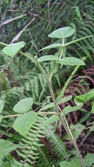 Rubus parviaraliifolius