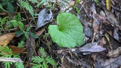 Nervilia concolor