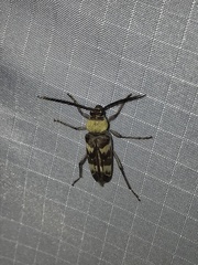 Megacyllene antennata