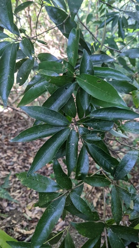 Quercus hypophaea, photograph 5