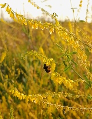 Bombus sichelii