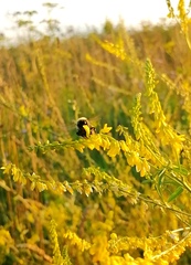Bombus sichelii