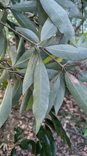 Quercus hypophaea, photograph 6