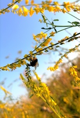 Bombus sichelii