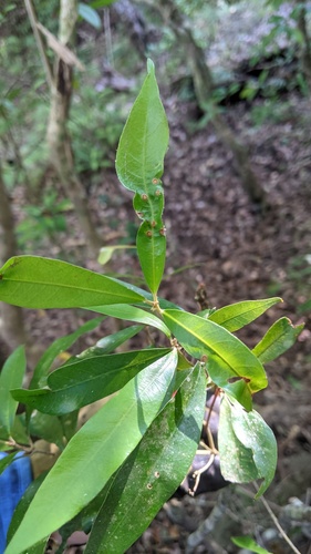 Quercus hypophaea, photograph 3