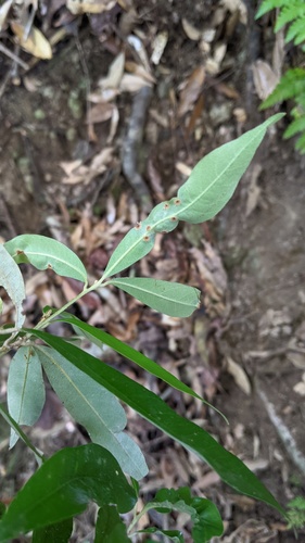Quercus hypophaea, photograph 4