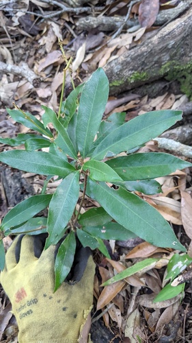 Quercus hypophaea