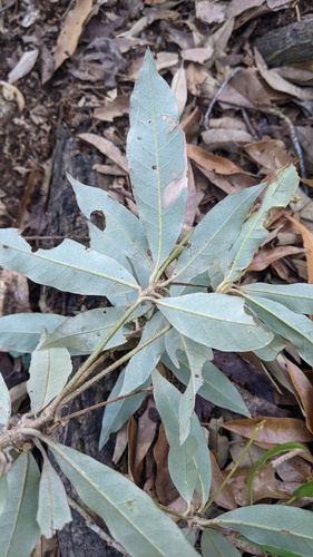 Quercus hypophaea, photograph 2