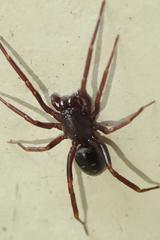 Oedignatha