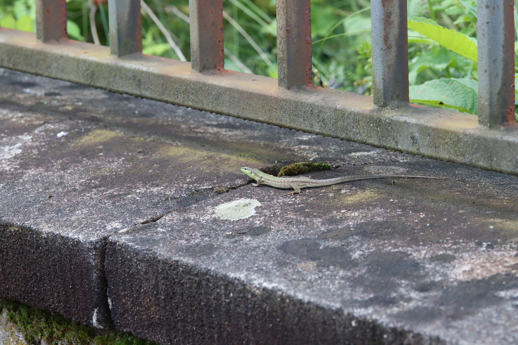 Italian Wall Lizard In July 2021 By Peter Pogoda INaturalist   Large 