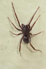 Oedignatha