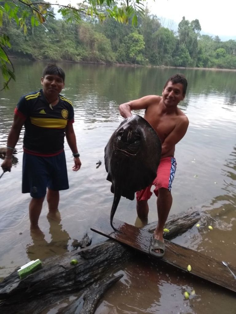 Maracaibo Freshwater Stingray