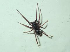 Oedignatha