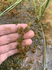 Lychnothamnus barbatus