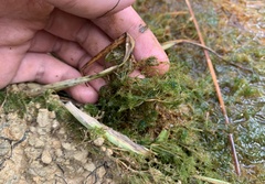 Lychnothamnus barbatus