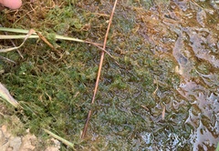 Lychnothamnus barbatus