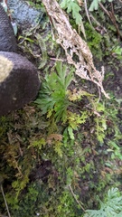 Crepidomanes latealatum