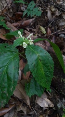 Paraphlomis javanica