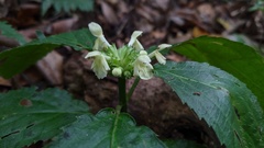 Paraphlomis javanica